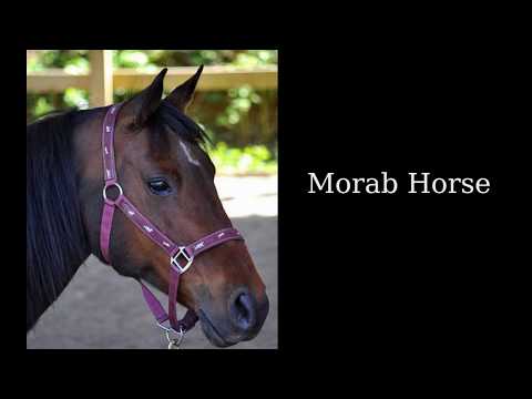 Video: Morab Horse Ras Allergene, Gesondheid En Lewensduur