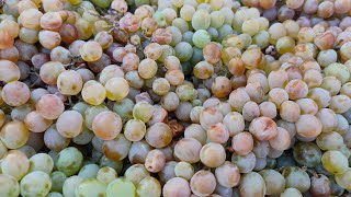 13 октября виноград для вина Ркацители, выращен в Грузии, Кахети. Можно купить в Санкт-Петербурге.