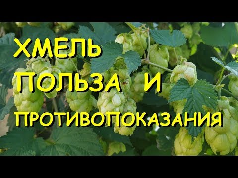 Хмель полезные свойства и противопоказания.