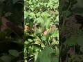 Variety King Of Cotton