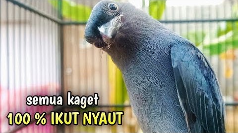 srigunting abu abu gacor DOR pancingan srigunting abu biar bunyi JADIKAN srigunting gacor NGAMUK