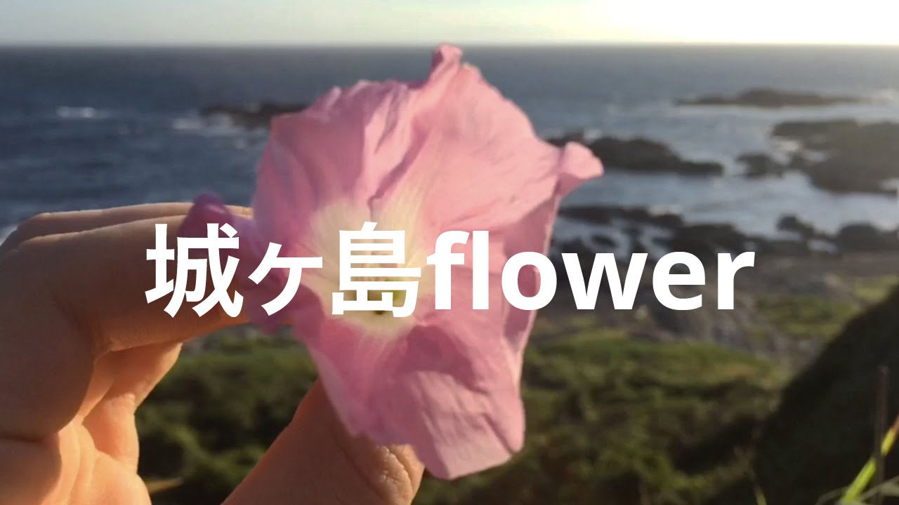 城ヶ島 Flower