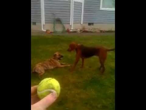 Yuki and Kimber play Ball