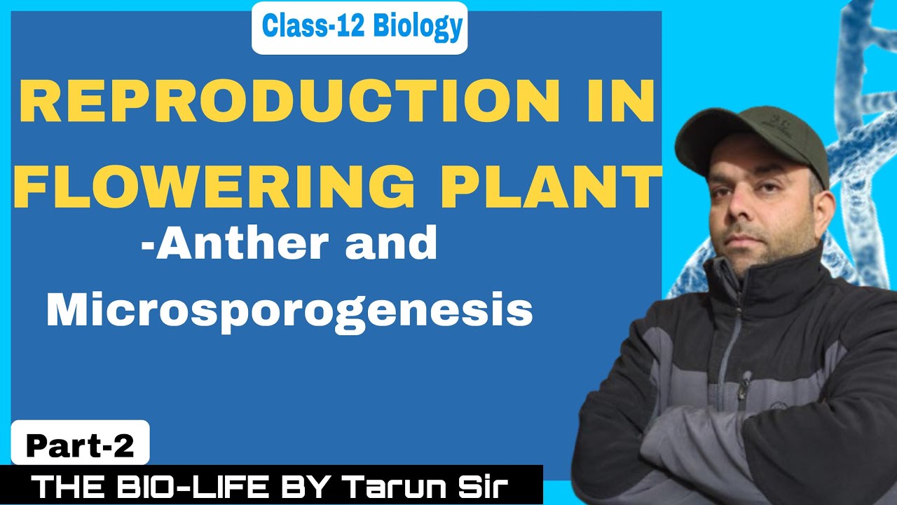 Sexual Reproduction in Flowering Plants 🌸 | Part 2: Anther & Microsporogenesis | Class 12 Biology