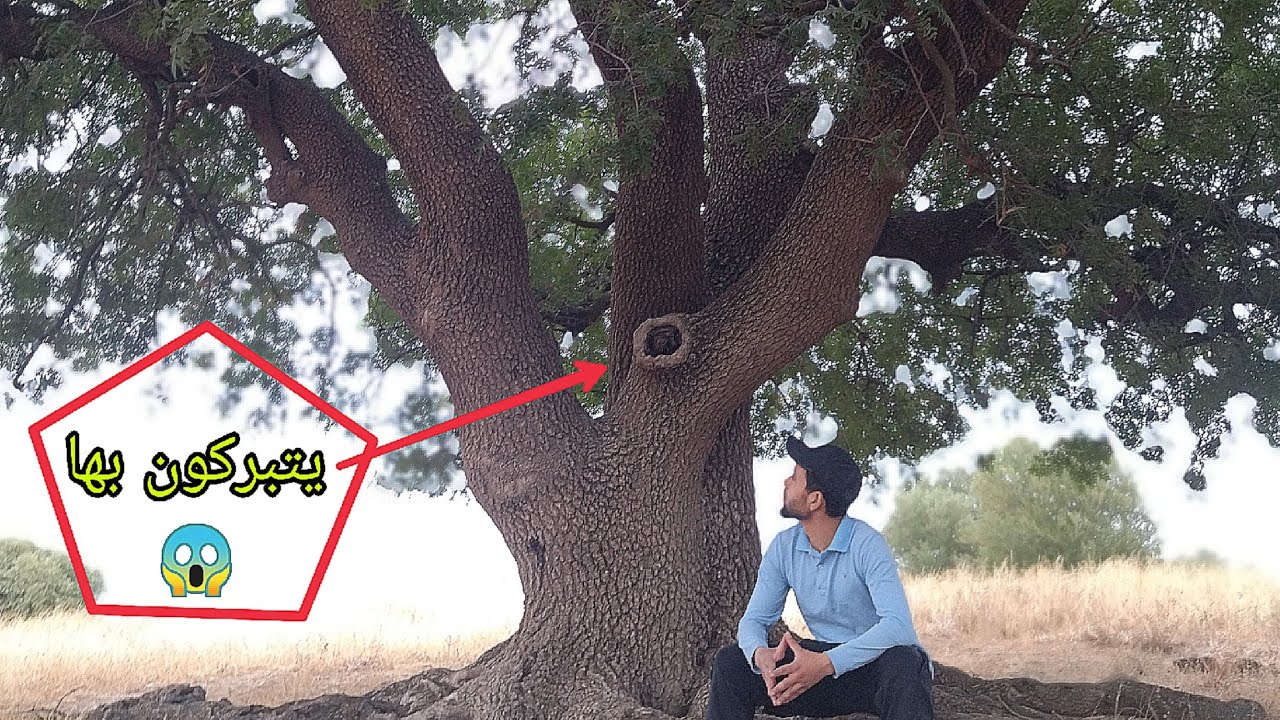 شجرة فعمرها مئات السنين  🇲🇦 إقليم تاونات