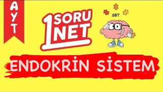 Endokrin Sistem Sayfa 337 Ayt Biyoloji