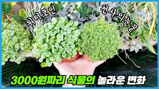 꽃시장에 파는 3000원짜리 식물도 이렇게 멋지게 키울 수 있습니다!! 꼭 따라해 보세요!!