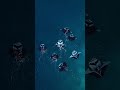 🧠🌊 Fun Fact: Manta Rays Have the Largest Brain-to-Body Ratio of Any Fish 😱✨