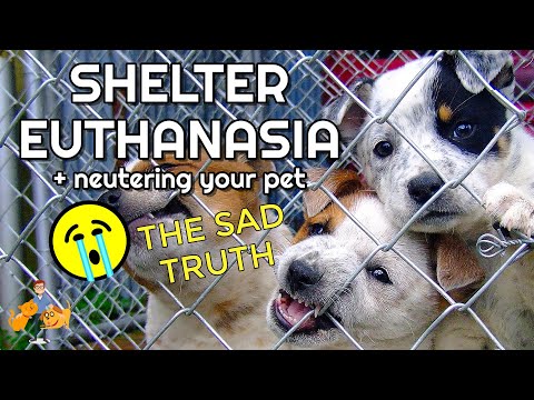 How Many Shelter Dogs Are Euthanized – Why Neutering Is So Important