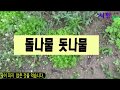 돌나물 ( 돗나물 돈나물 )로 나물 만드는 법 - 건강밥상