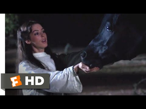 the-black-stallion-returns-(1983)---helping-tabari-scene-(6/12)-|-movieclips