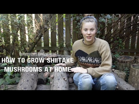 Video: Poți cultiva ciuperci Shiitake în interior - Sfaturi despre cultivarea ciupercilor Shiitake