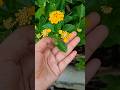 #shortsfeed#gardeningwithshivani05#gardening #plants #shorts