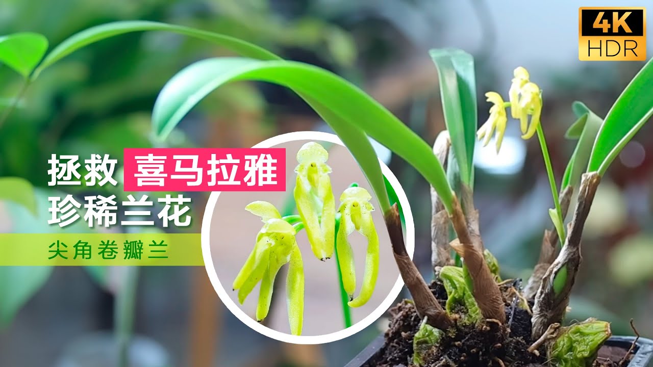 视频标题： 拯救一株喜马拉雅野生兰花