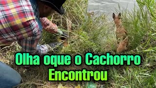 Este cachorro é INCRÍVEL veja oque ele farejou nesta pesca magnética (jack charles)