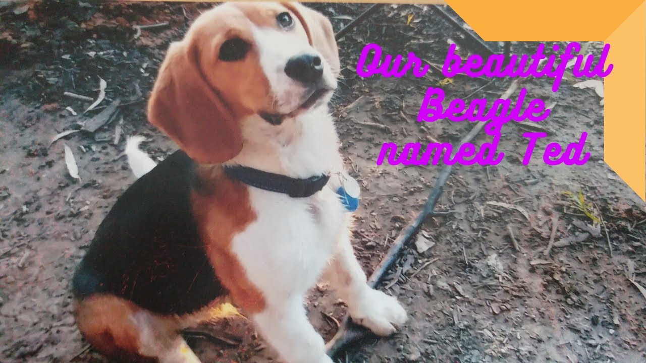 Beagle reunited with owner after 6 weeks away! - YouTube