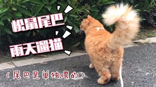 下 雨 天 遛 猫