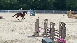 Cheval à vendre - Jument 5 ans - equirodi.com