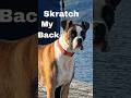 Scratch My Back 🩵 Aurea Boxer