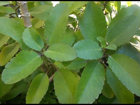 Mengenal 15 Manfaat Daun Cocor Bebek Untuk Kesehatan dan 