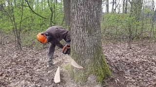 saw cut of a complex tree // Валка дуба // Правильная валка наклоненного дуба // Stihl ms661