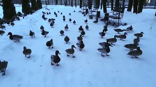2023-02-25, Ducks in Lopatinskiy Garden of Smolensk