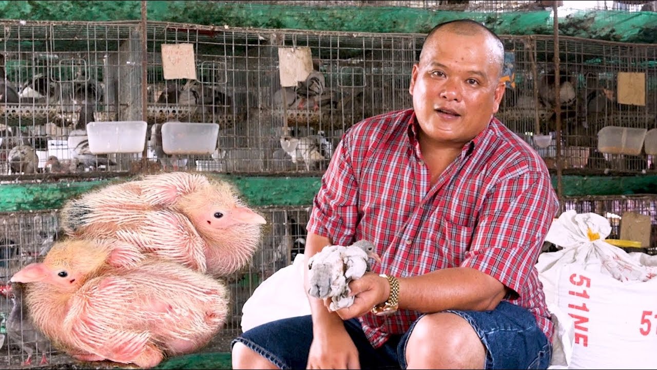 Tiết lộ BÍ KÍP phân biệt bồ câu TRỐNG MÁI ngay từ khi mới đẻ | Nông dân làm giàu (0961142323)