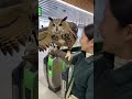 フクロウ連れで改札→周りの視線が強い🦉🚉😳 #owl #station #funny #japan #cute @chiero_piero