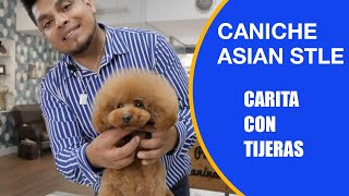 Cómo cortar el pelo a un caniche con tijeras de peluquería canina para una carita bonita by PelaPel tv Peluquería Canina 548 views 4 weeks ago 8 minutes, 53 seconds