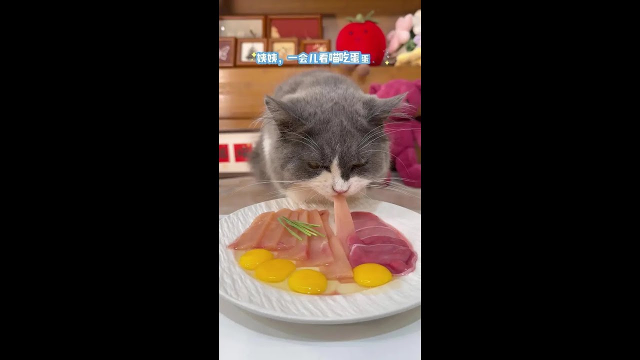 Kittens losing appetite, cats eating, cute pet joy