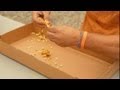 The Best Way to Preserve Pumpkin Seeds for Planting Next Year : Pumpkin Gardening The Best Way to Preserve Pumpkin Seeds for Planting Next Year : Pumpkin Gardening