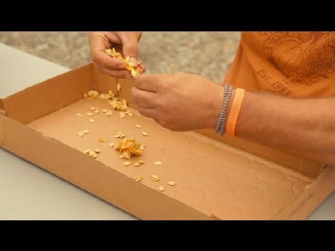 Video: Pepparfrös livskraft och lagring - Hur man skördar pepparfrön