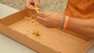 The Best Way to Preserve Pumpkin Seeds for Planting Next Year : Pumpkin Gardening