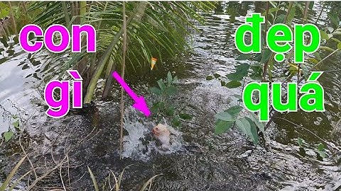 câu cá rô đồng, cá rô biển, nhấp ổ mà không ngờ dính con này...@TAMCARO