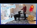 How to Train a Poodle (Or Any Other Dog Breed!) | Helpful Top Tips on How to Easily Train Your Dog!