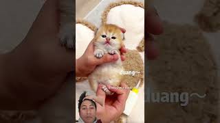 😹 Cats Doing Cats Things 😹 #cat #cats #catlover #catvideos #catlovers #catshorts #funny