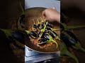spicy bharwa baingan brinjal recipe #short #like #wow #subscribe #support #brinjal #racipe