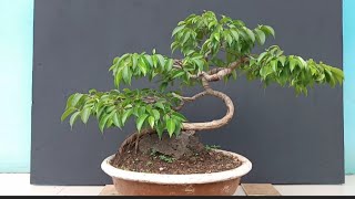PRUNING BONSAI BERINGIN