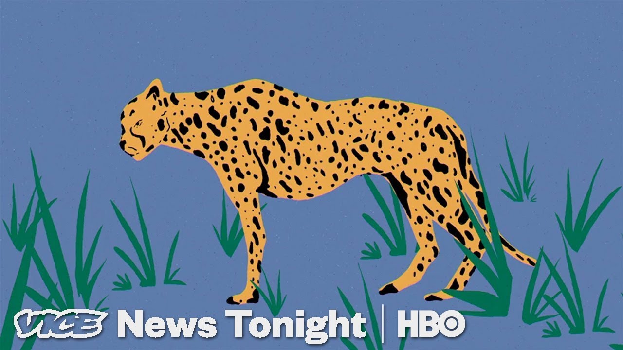 vice on hbo stream Political Paranoia Landed Iranian Cheetah Conservationists on Death Row