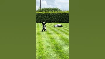 🎥 Video of the Day| LUBA 2 & the Sheep