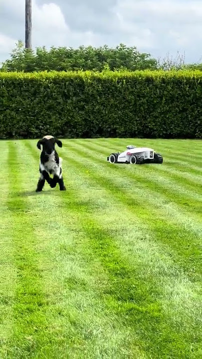 🎥 Video of the Day| LUBA 2 & the Sheep