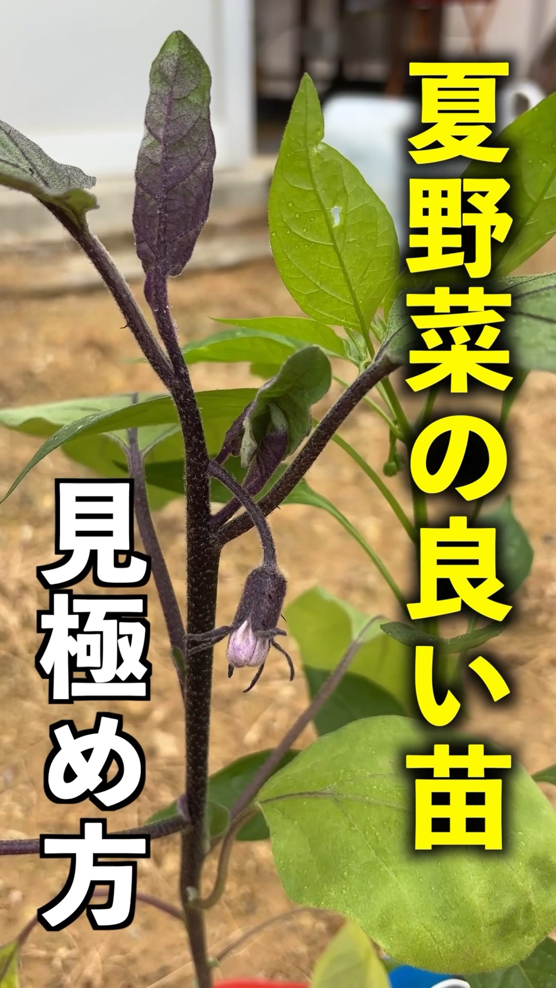 Characteristics and how to identify good summer vegetable