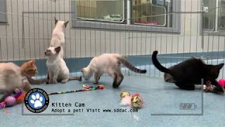 Kitten Cam