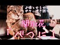 【べつに】関取花 ゆるゆる弾き語りカバー ねことともに