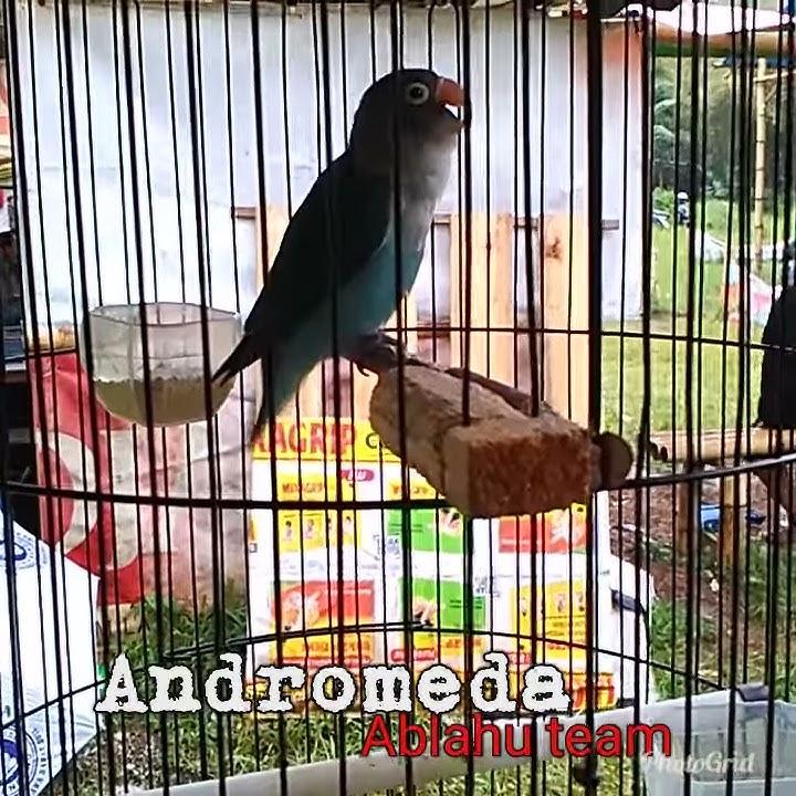 lovebird andromeda