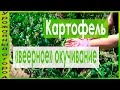 ►ВЕЕРНОЕ ОКУЧИВАНИЕ КАРТОФЕЛЯ!!!УРОЖАЙ В 2 РАЗА БОЛЬШЕ!!!