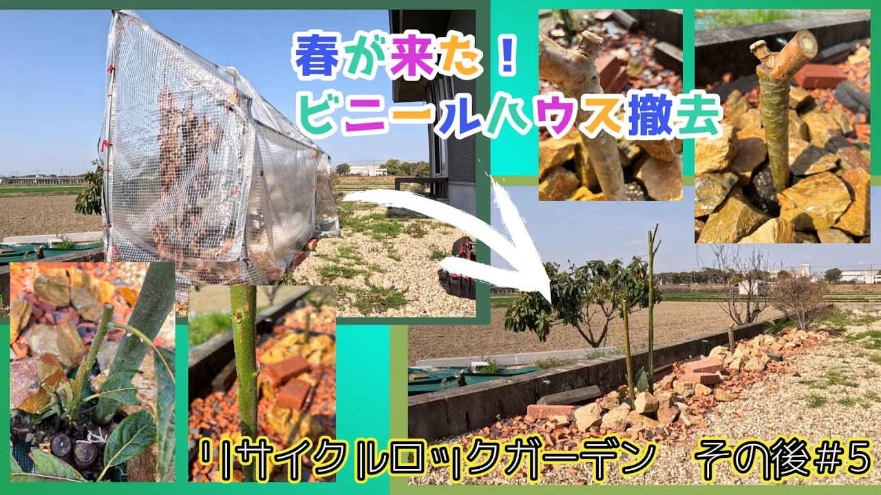 ビニールハウスの撤去 春が来た！ビニールハウスを撤去します！リサイクルロックガーデン