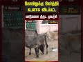 கோயிலுக்கு நேர்த்திக் கடனாக விடப்பட்ட மாடுகளை திருட முயற்சி.. | Sivagangai | Temple Cow Theft Issue