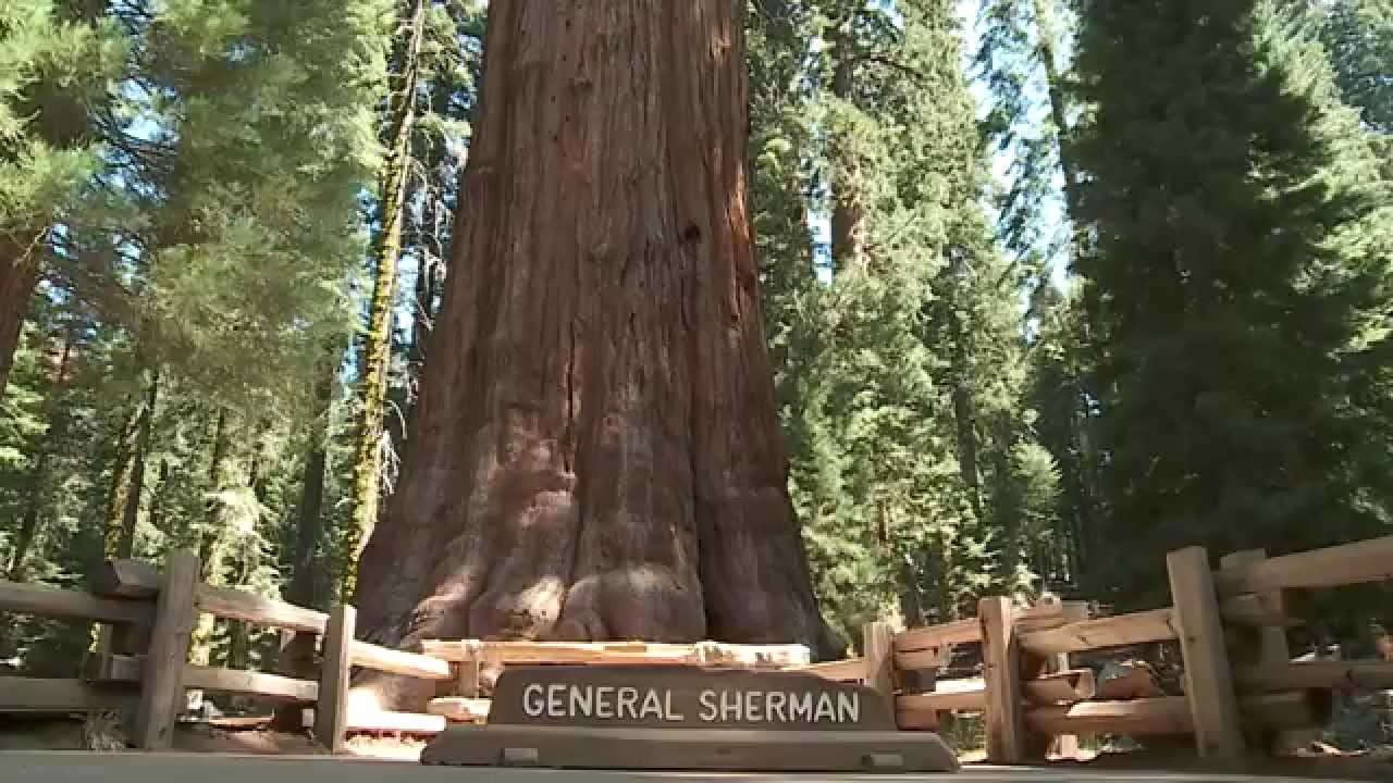 Species Loss, Precipitation, and Fire in Sequoia-Kings Canyon National Park