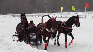 Русские тройки Кострома 15.01.2023. Спасибо организаторам за эти эмоции! Было очень круто!